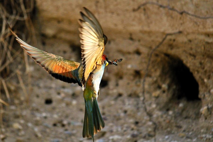 il Lato B delle STAR